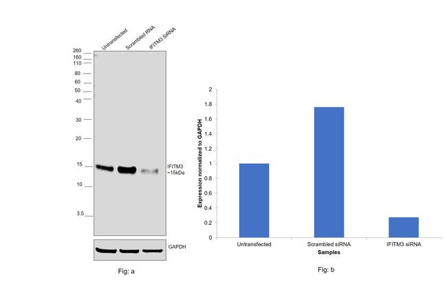 IFITM3 Antibody in Western Blot (WB)