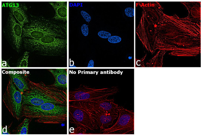 ATG13 Antibody in Immunocytochemistry (ICC/IF)