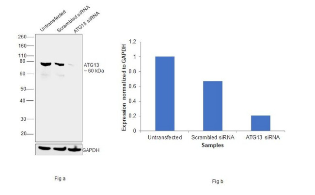 ATG13 Antibody