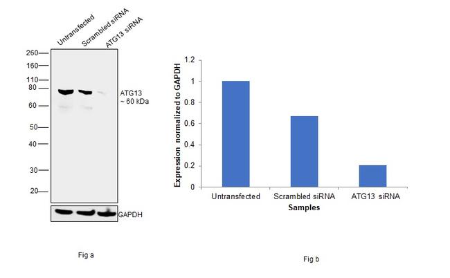 ATG13 Antibody in Western Blot (WB)