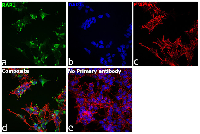 RAP1 Antibody in Immunocytochemistry (ICC/IF)