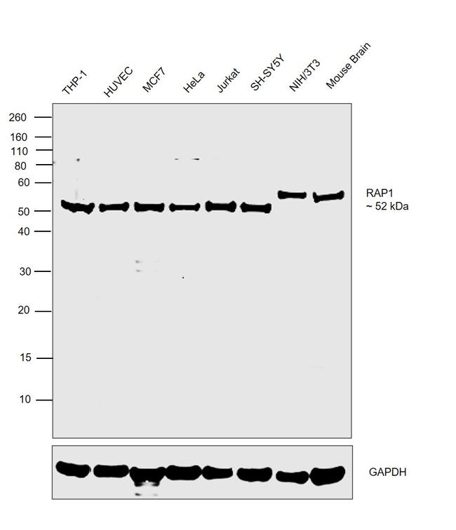 RAP1 Antibody in Western Blot (WB)