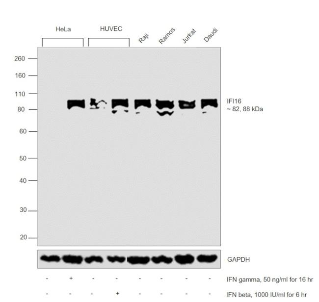 IFI16 Antibody