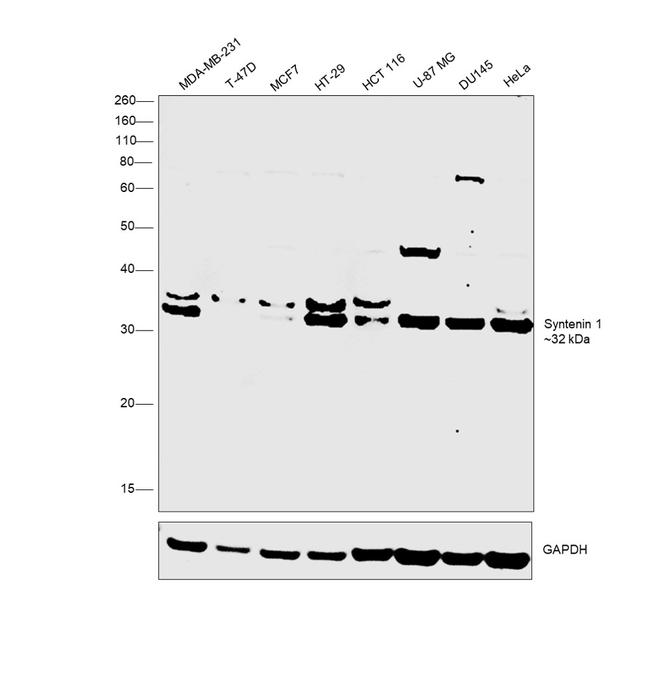 Syntenin 1 Antibody in Western Blot (WB)