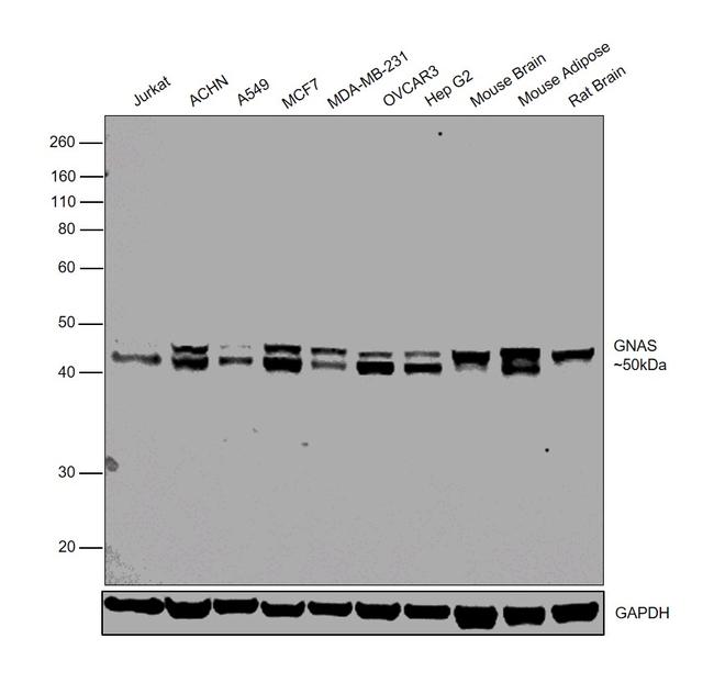 GNAS Antibody in Western Blot (WB)