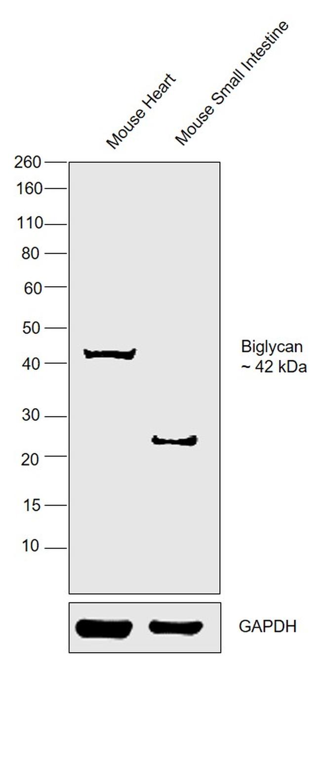 Biglycan Antibody in Western Blot (WB)