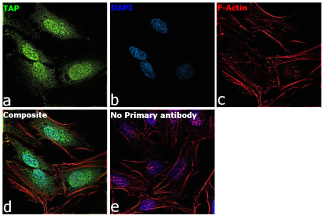 TAP Antibody in Immunocytochemistry (ICC/IF)