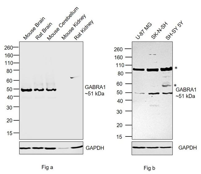 GABRA1 (extracellular) Antibody in Western Blot (WB)