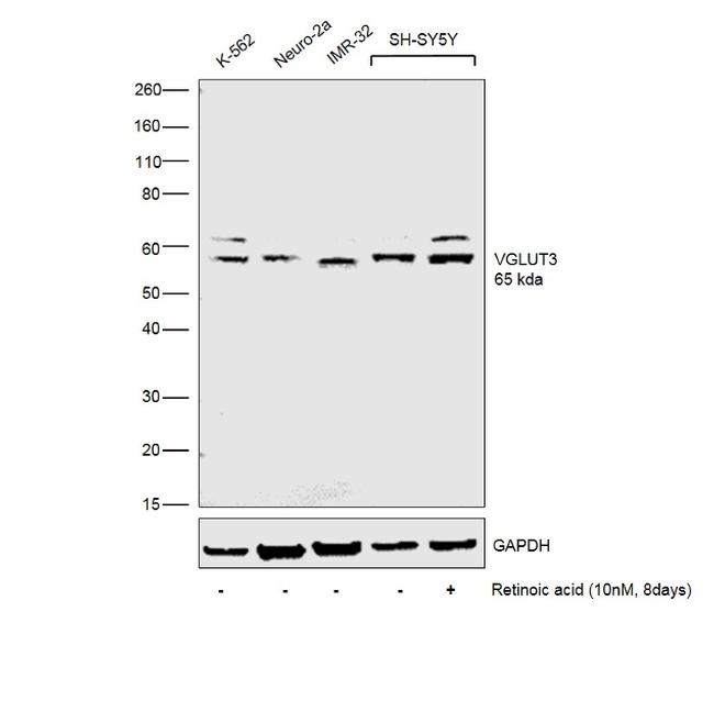 VGLUT3 Antibody in Western Blot (WB)