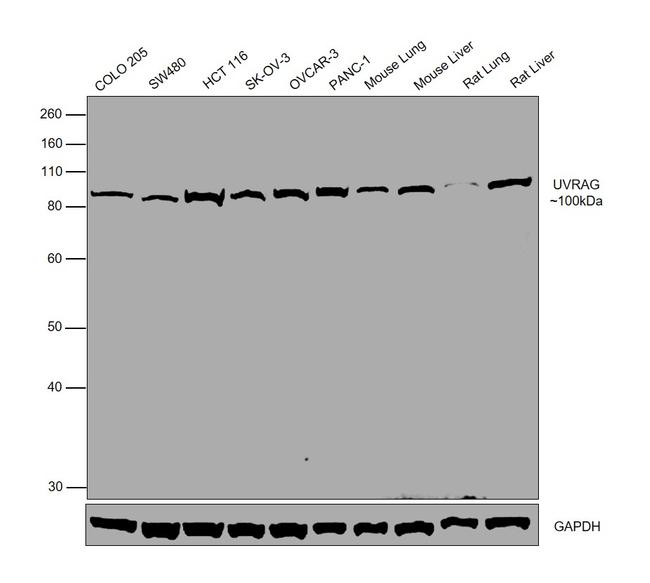 UVRAG Antibody in Western Blot (WB)