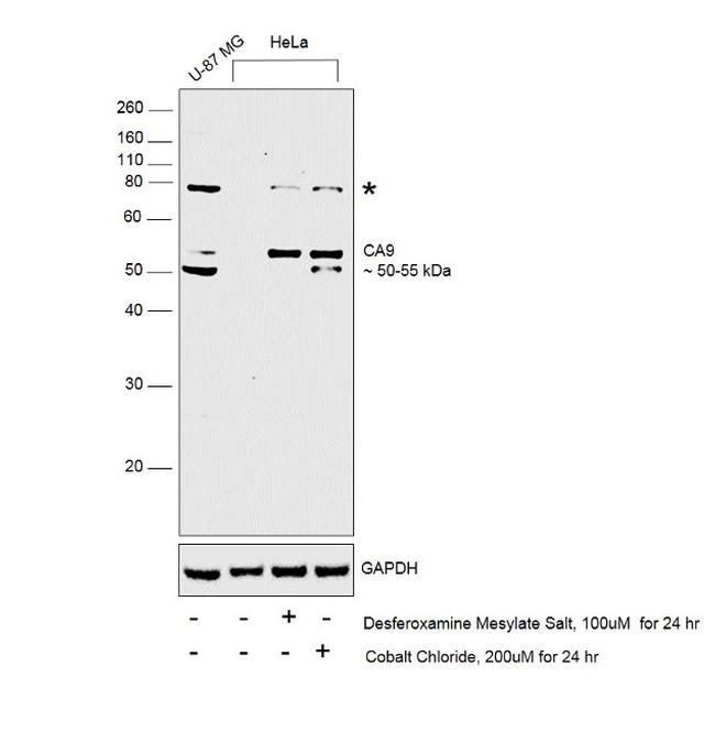 Carbonic Anhydrase IX Antibody in Western Blot (WB)