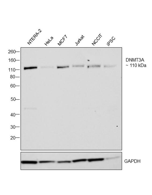 DNMT3A Antibody in Western Blot (WB)