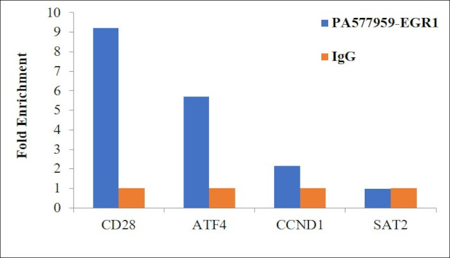 EGR1 Antibody in ChIP Assay (ChIP)