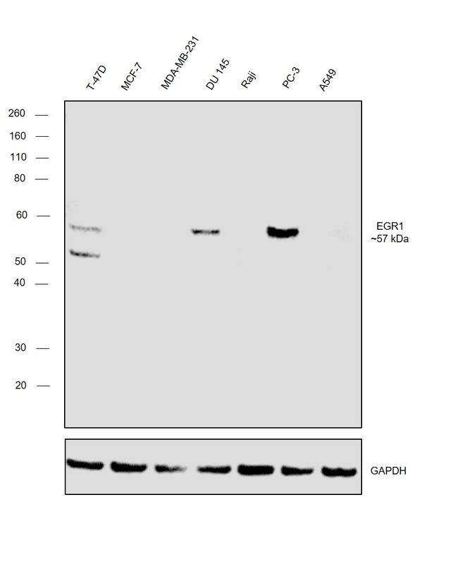 EGR1 Antibody in Western Blot (WB)