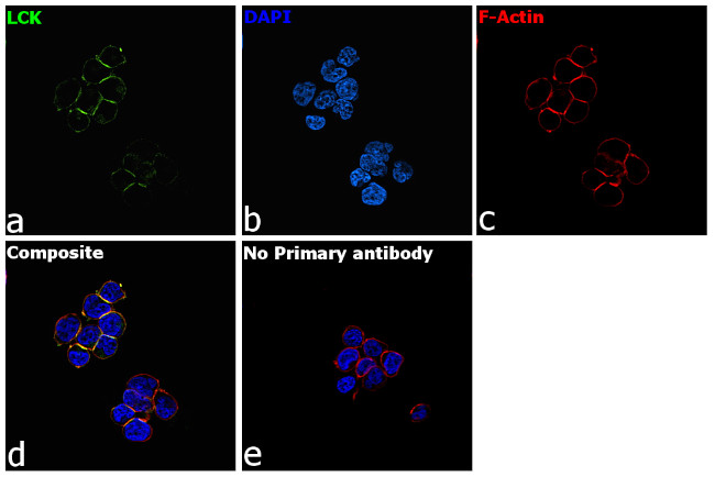 LCK Antibody in Immunocytochemistry (ICC/IF)