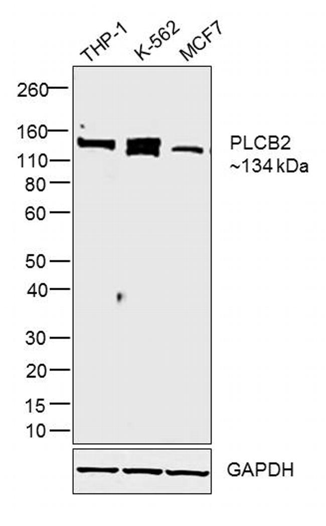 PLCB2 Antibody in Western Blot (WB)