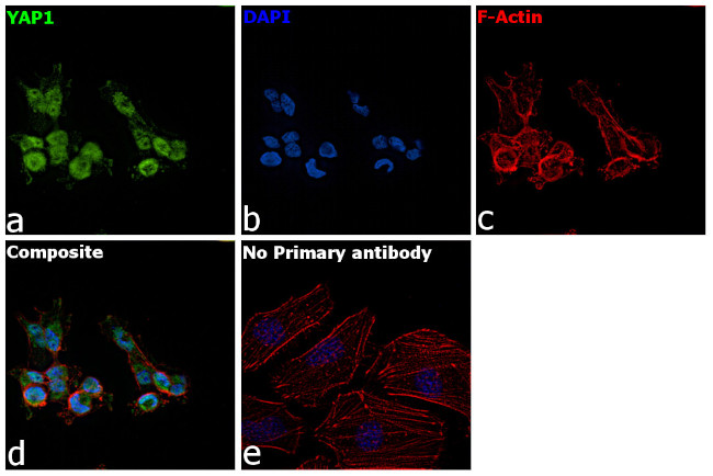 YAP1 Antibody in Immunocytochemistry (ICC/IF)