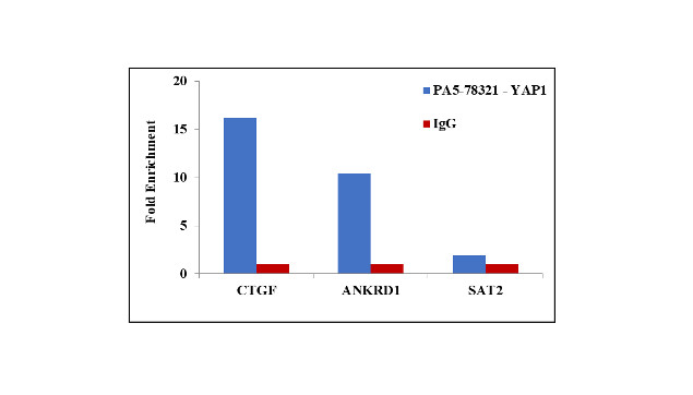 YAP1 Antibody in ChIP Assay (ChIP)