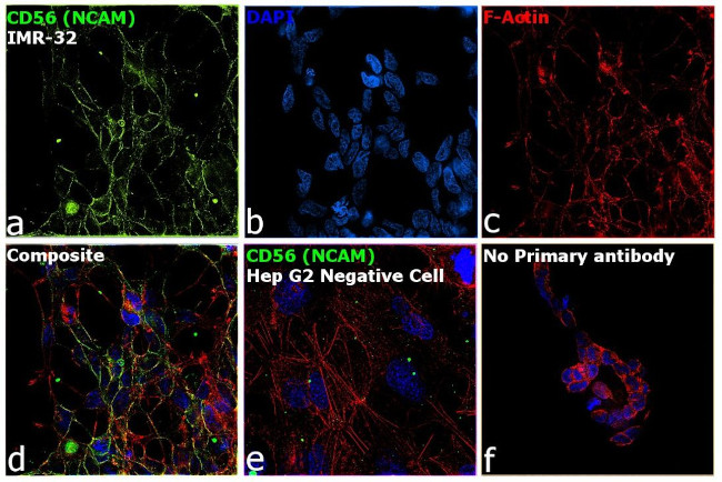 CD56 (NCAM) Antibody in Immunocytochemistry (ICC/IF)