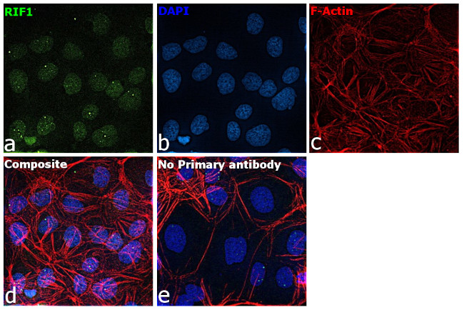 RIF1 Antibody in Immunocytochemistry (ICC/IF)