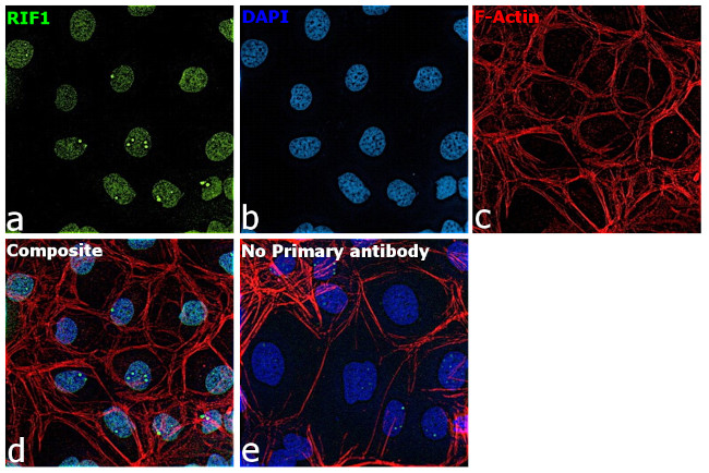 RIF1 Antibody in Immunocytochemistry (ICC/IF)