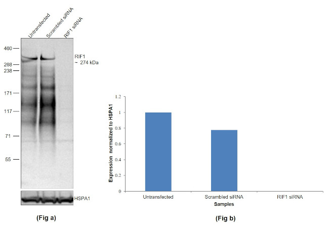 RIF1 Antibody