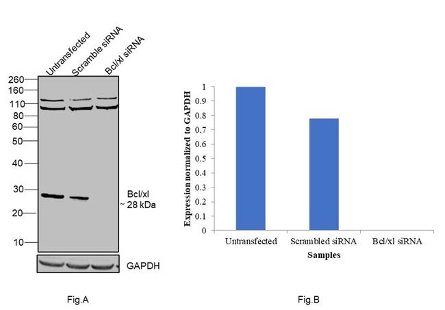 BCL-XL Antibody in Western Blot (WB)