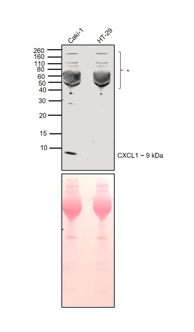 CXCL1 (GRO alpha) Antibody in Western Blot (WB)