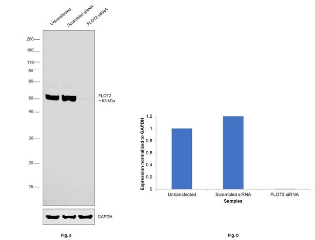 Flotillin 2 Antibody in Western Blot (WB)