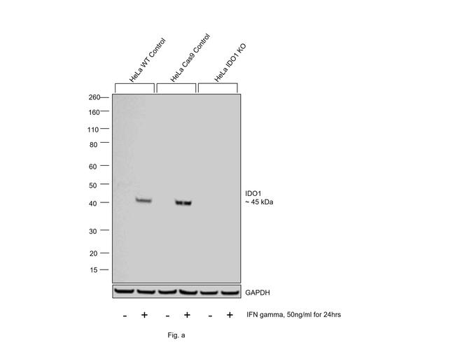 IDO Antibody in Western Blot (WB)