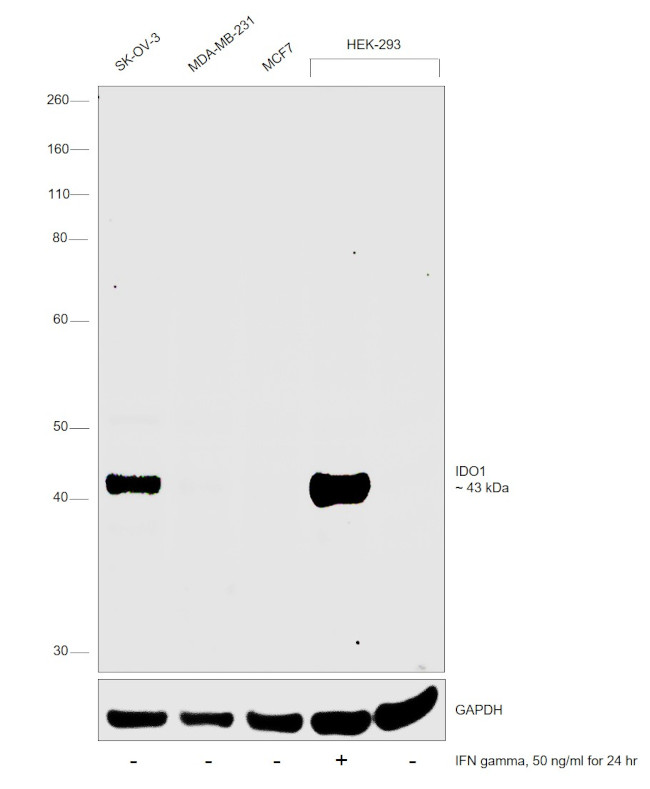 IDO Antibody