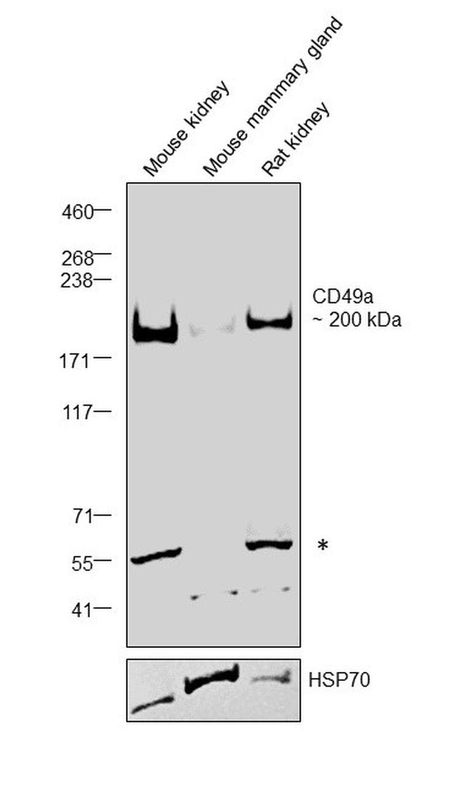 CD49a (Integrin alpha 1) Antibody in Western Blot (WB)