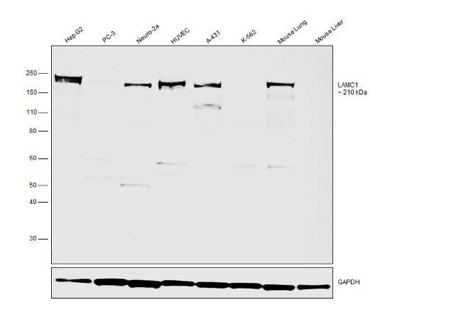 Laminin gamma-1,2,3 Antibody