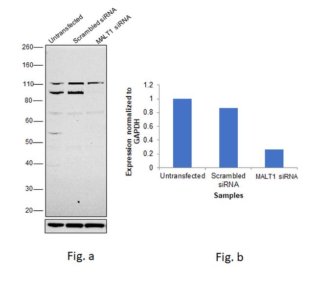 MALT1 Antibody in Western Blot (WB)