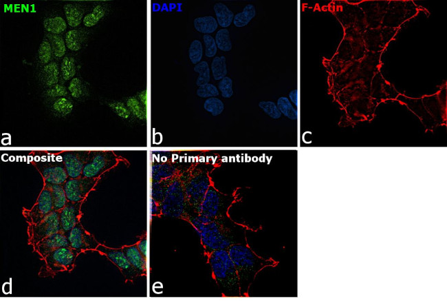 Menin Antibody in Immunocytochemistry (ICC/IF)