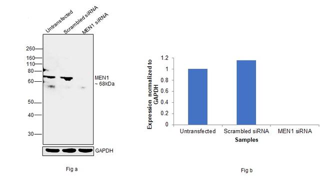 Menin Antibody in Western Blot (WB)