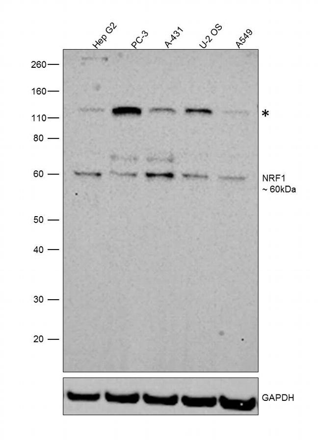 NRF1 Antibody in Western Blot (WB)