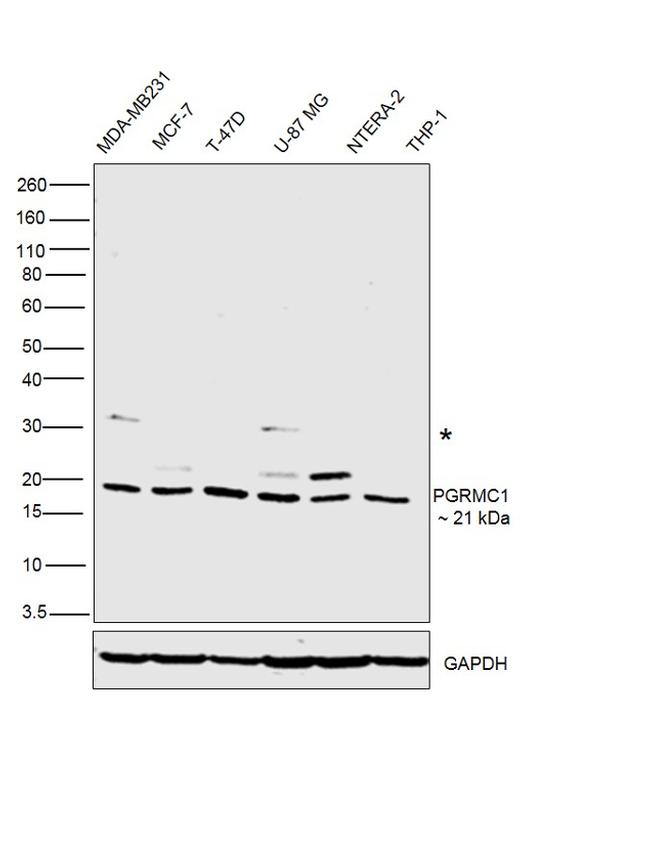 PGRMC1 Antibody in Western Blot (WB)