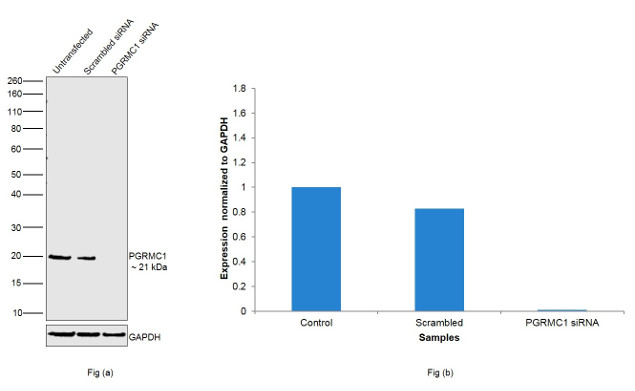 PGRMC1 Antibody