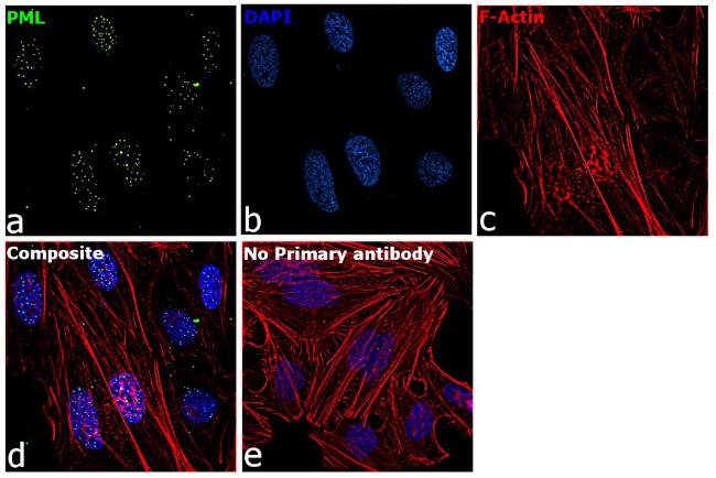 PML Antibody in Immunocytochemistry (ICC/IF)