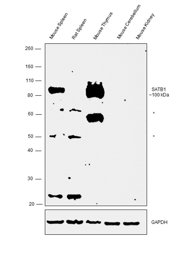 SATB1 Antibody