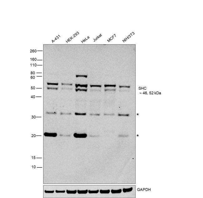 SHC Antibody in Western Blot (WB)