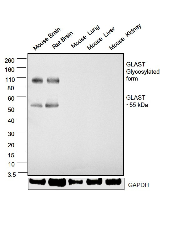 GLAST Antibody