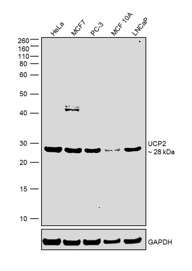 UCP2 Antibody