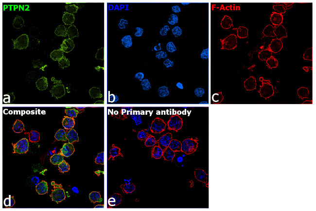 PTPN2 Antibody in Immunocytochemistry (ICC/IF)