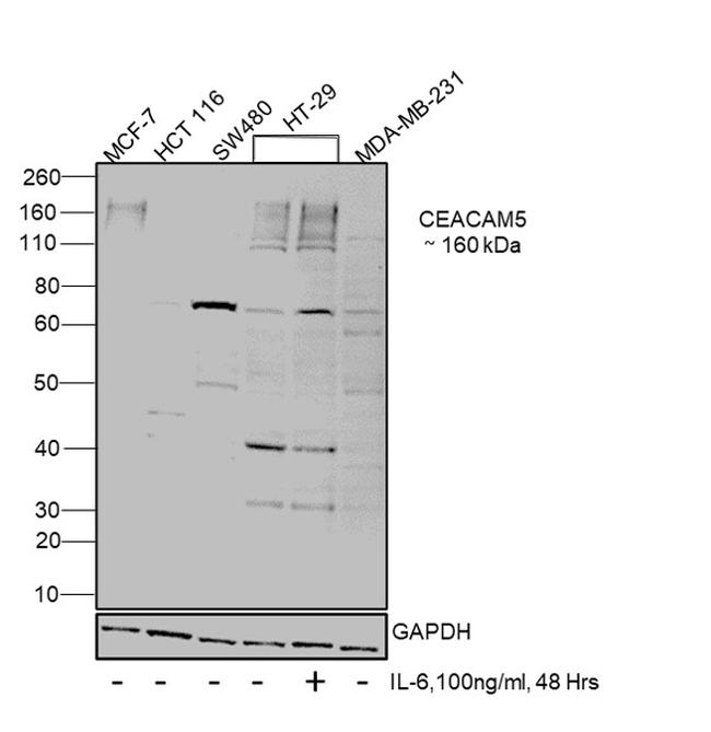 CEA Antibody in Western Blot (WB)