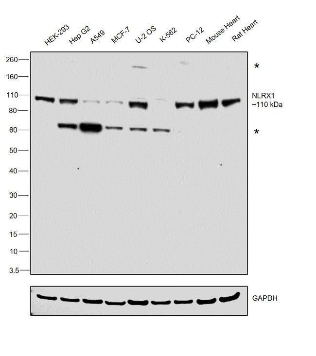 NLRX1 Antibody in Western Blot (WB)