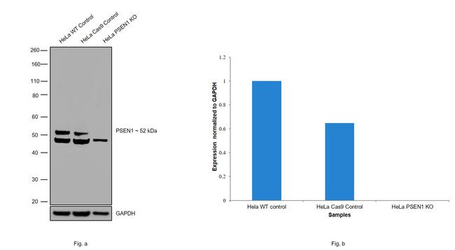 Presenilin 1 Antibody in Western Blot (WB)