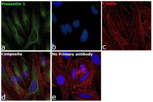 Presenilin 1 Antibody in Immunocytochemistry (ICC/IF)