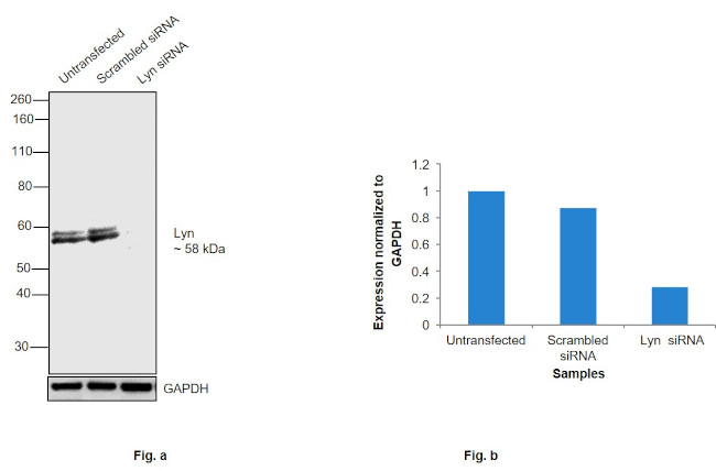 Lyn Antibody